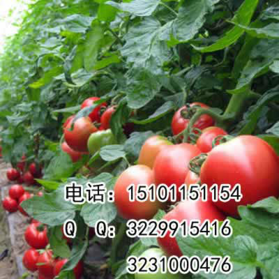 北京市大粉果番茄种子|荷兰大果番茄种子厂家