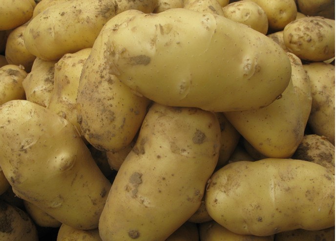 供应用于食用  加工的批发库存苍山产3两以上荷兰土豆
