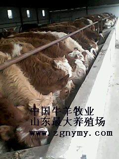 济宁市肉牛牛犊_鲁西黄牛_西门塔尔牛厂家