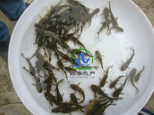 供应用于养殖的2015年最新黄骨鱼养殖技术大全，全雄性黄骨鱼苗供应。图片
