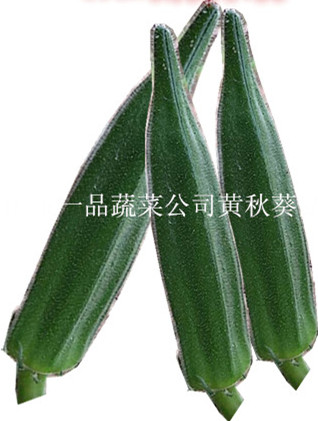 日本进口卡里巴黄秋葵种子批发