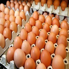 30枚蛋托/鸡蛋盒内包装批发