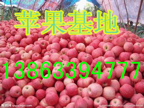 供应用于早熟苹果的山东早熟苹果藤木/辽伏