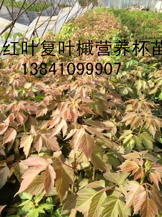 供应用于种植彩色绿化的红叶复叶槭扦插苗林业站苗圃有图片