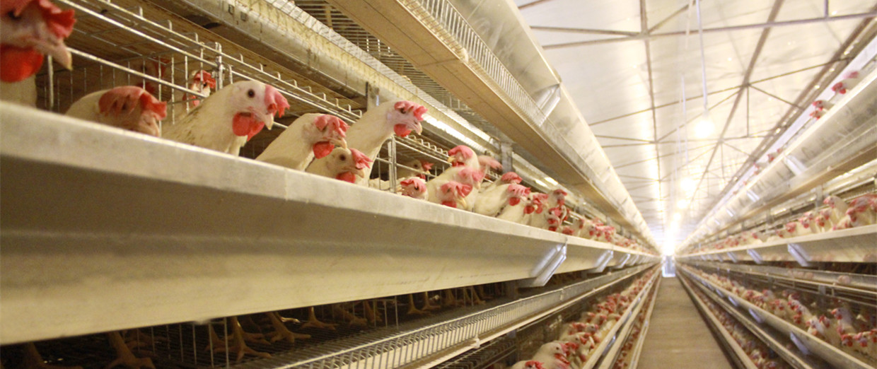 供应养鸡场自动笼养系统