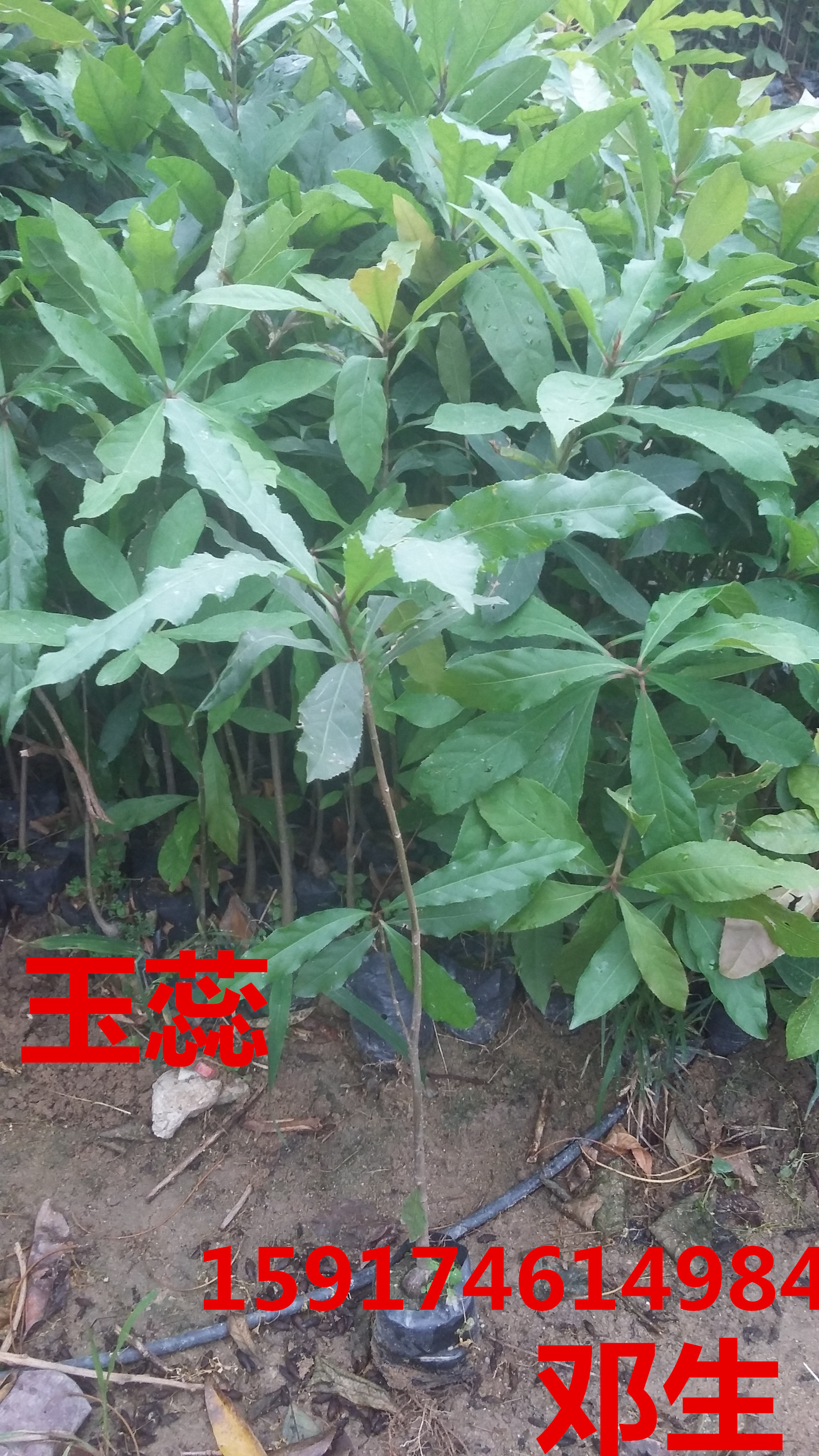 供应用于绿化种苗|造林苗的广州玉蕊30公分起