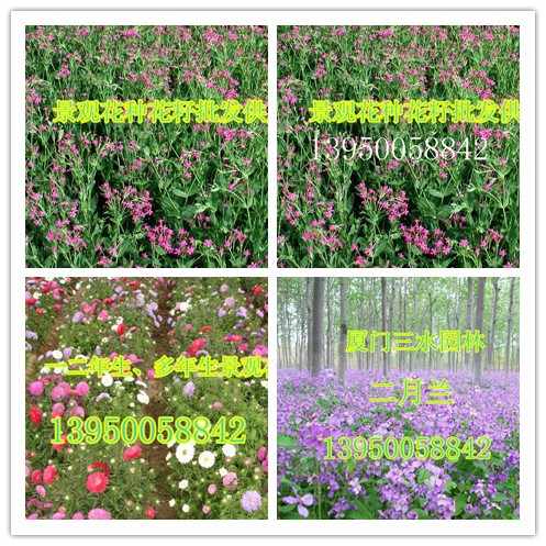 广东草种花种，广州草种花种厂家供应用于景观绿化的广东草种花种，广州草种花种