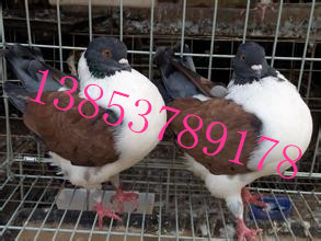 供应新疆观赏鸽养殖，大量供应观赏鸽