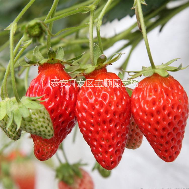 供应用于产果的红颜草莓苗，山东红颜草莓苗全明星草莓苗甜查里草莓苗美十三草莓苗哪里有，新品种草莓苗抗性强产量高