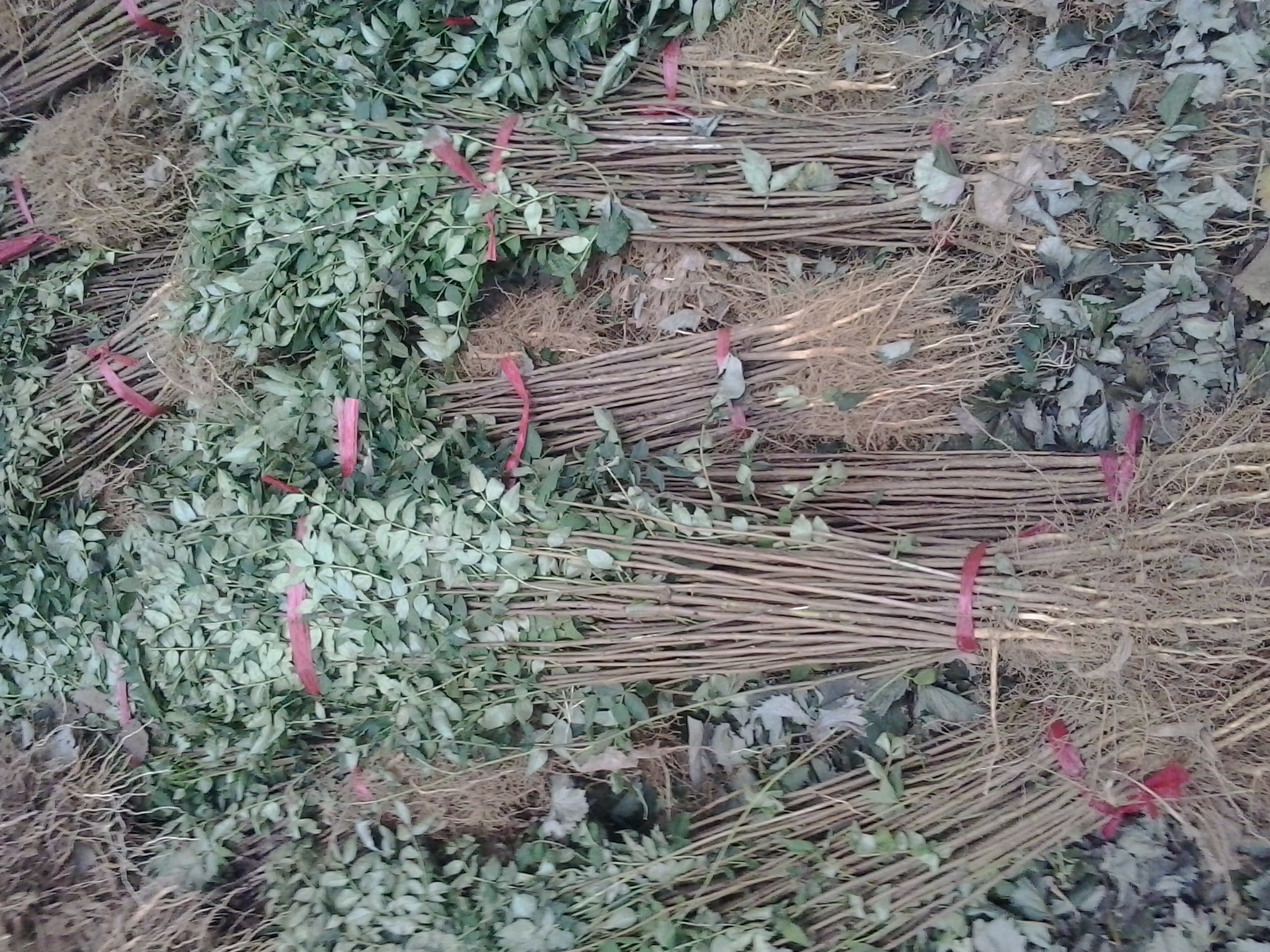 供应可食用的优质花椒苗批发 1米高泰安大红袍花椒苗价格图片
