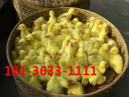 供应用于养殖的鹅苗鸭苗低价出售鹅蛋
