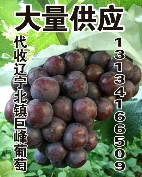 供应用于葡萄销售的供应辽宁北镇巨峰葡萄合作社图片