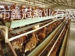 鹤壁市海兰褐青年鸡、蛋鸡青年鸡、青年鸡厂家供应用于饲养的海兰褐青年鸡、蛋鸡青年鸡、青年鸡