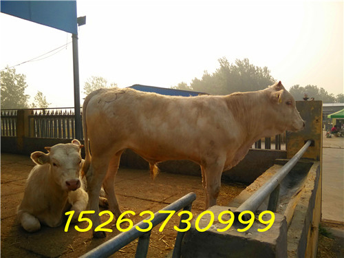 济宁市夏洛莱肉牛！全身白色，价格真实厂家供应用于肉牛的夏洛莱肉牛！全身白色，价格真实