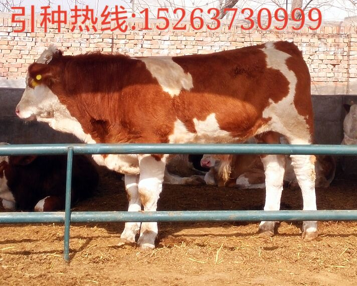 济宁市西门塔尔牛品种价格！西门塔尔养殖厂家