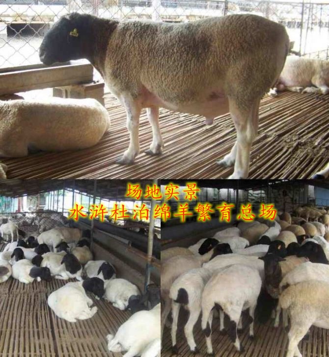 供应用于的新疆养50只杜泊羊大约需要多少钱,杜泊绵羊羊羔价格