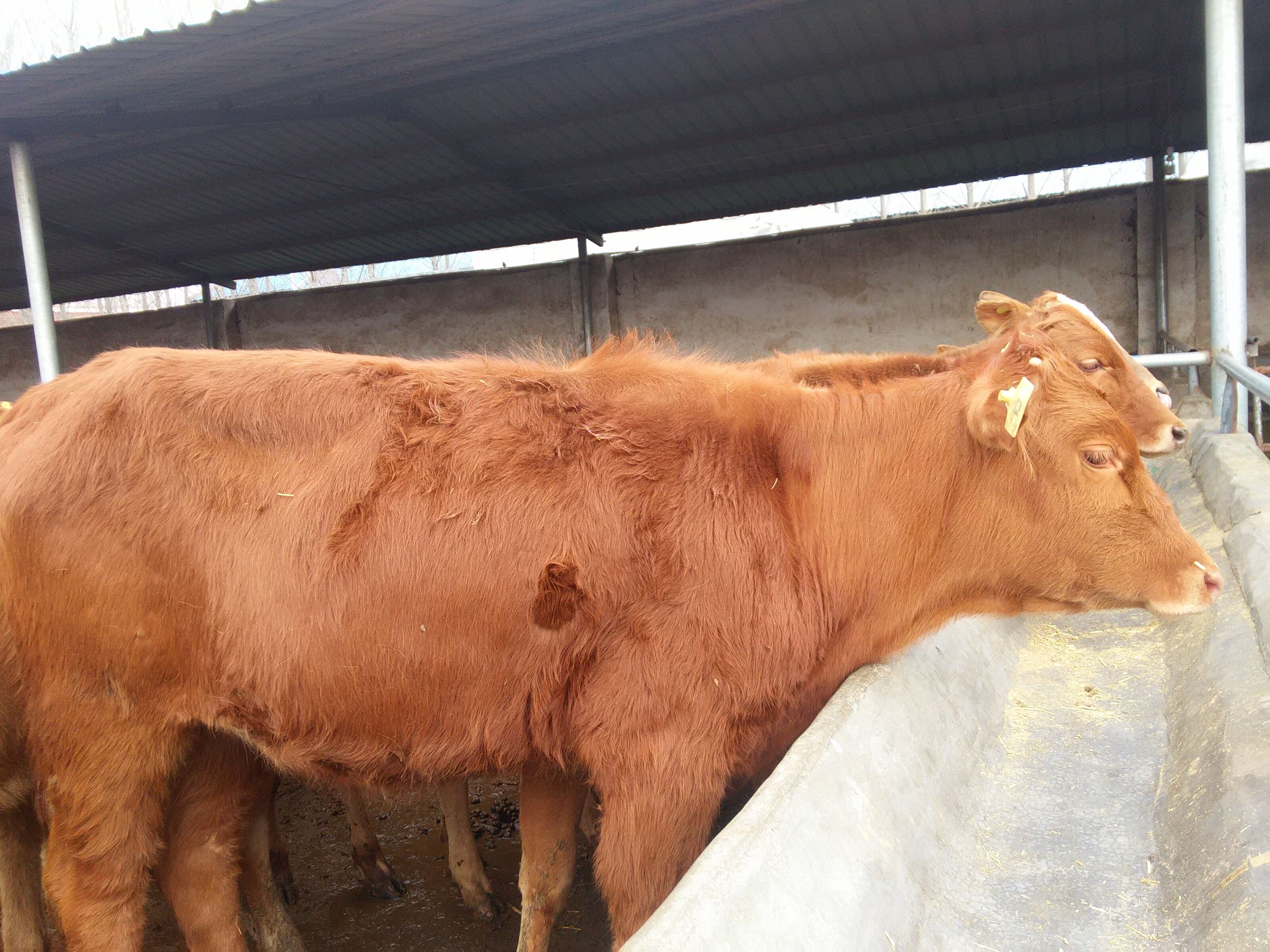 济宁市鲁西黄牛改良为三元杂交牛免费提供厂家