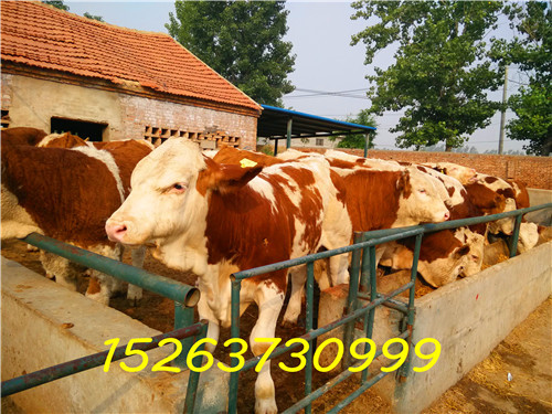 供应用于肉牛的西门塔尔牛品种价格！西门塔尔养殖