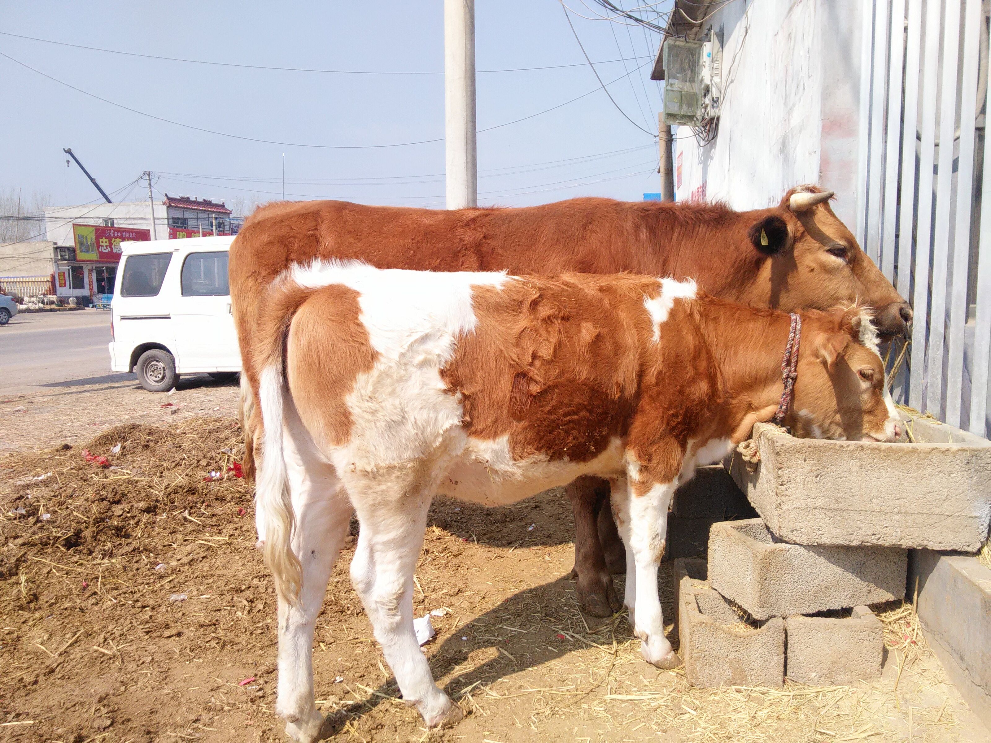 济宁市西门塔尔牛品种价格！西门塔尔养殖厂家供应用于肉牛的西门塔尔牛品种价格！西门塔尔养殖