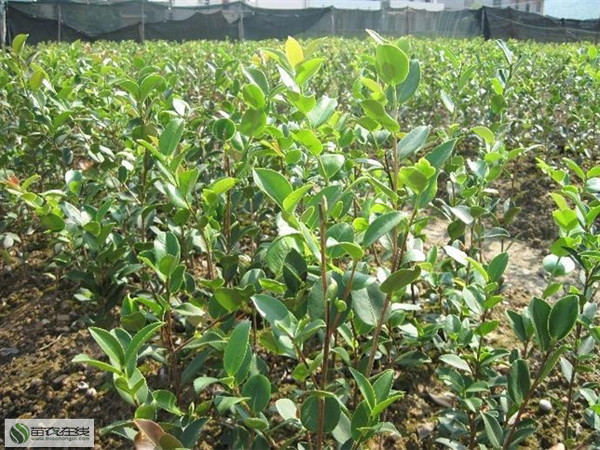 供应用于绿化的浙江 油茶树苗价格 苗农在线