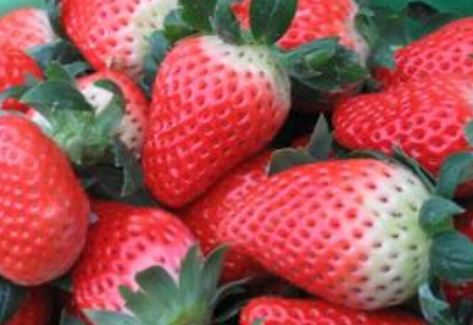 泰安市佐贺清香草莓小苗价格，品种，批发厂家
