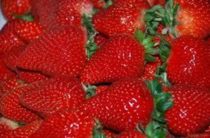 供应用于的达赛莱克特草莓苗，价格，批发品种