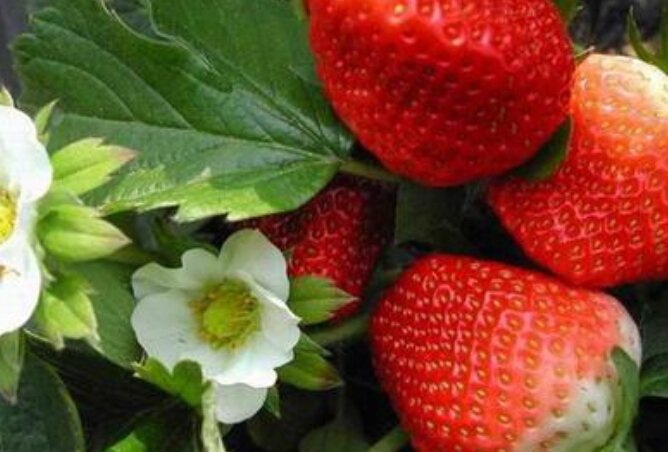 泰安市达赛莱克特草莓苗，价格，批发品种厂家供应用于的达赛莱克特草莓苗，价格，批发品种