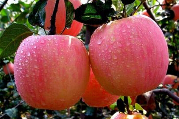 供应用于的国光苹果苗，价格，批发，品种