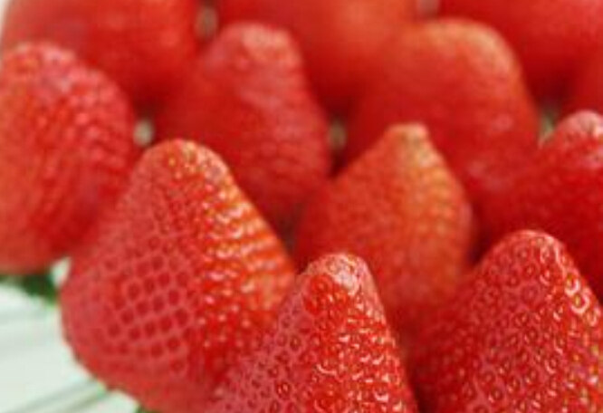供应用于的草莓小苗，价格，品种，批发