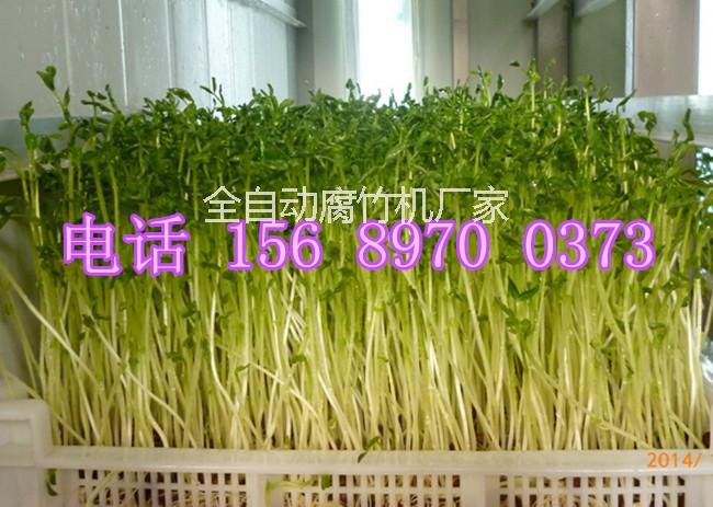 青岛芽苗菜机生产设备厂家，全自动芽苗菜机多少钱一台