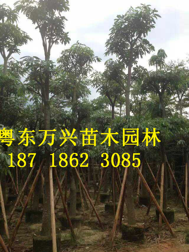揭阳市本地木棉厂家供应云南本地木棉5-100公分