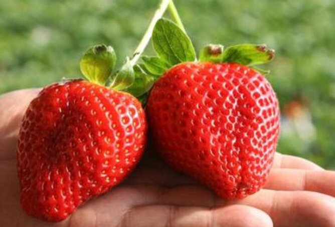 泰安市达赛莱克特草莓苗，价格，批发品种厂家