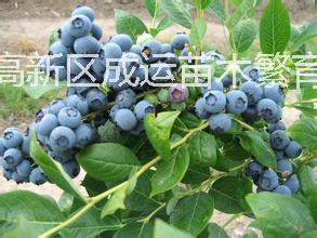 泰安市优质品种蓝莓苗厂家