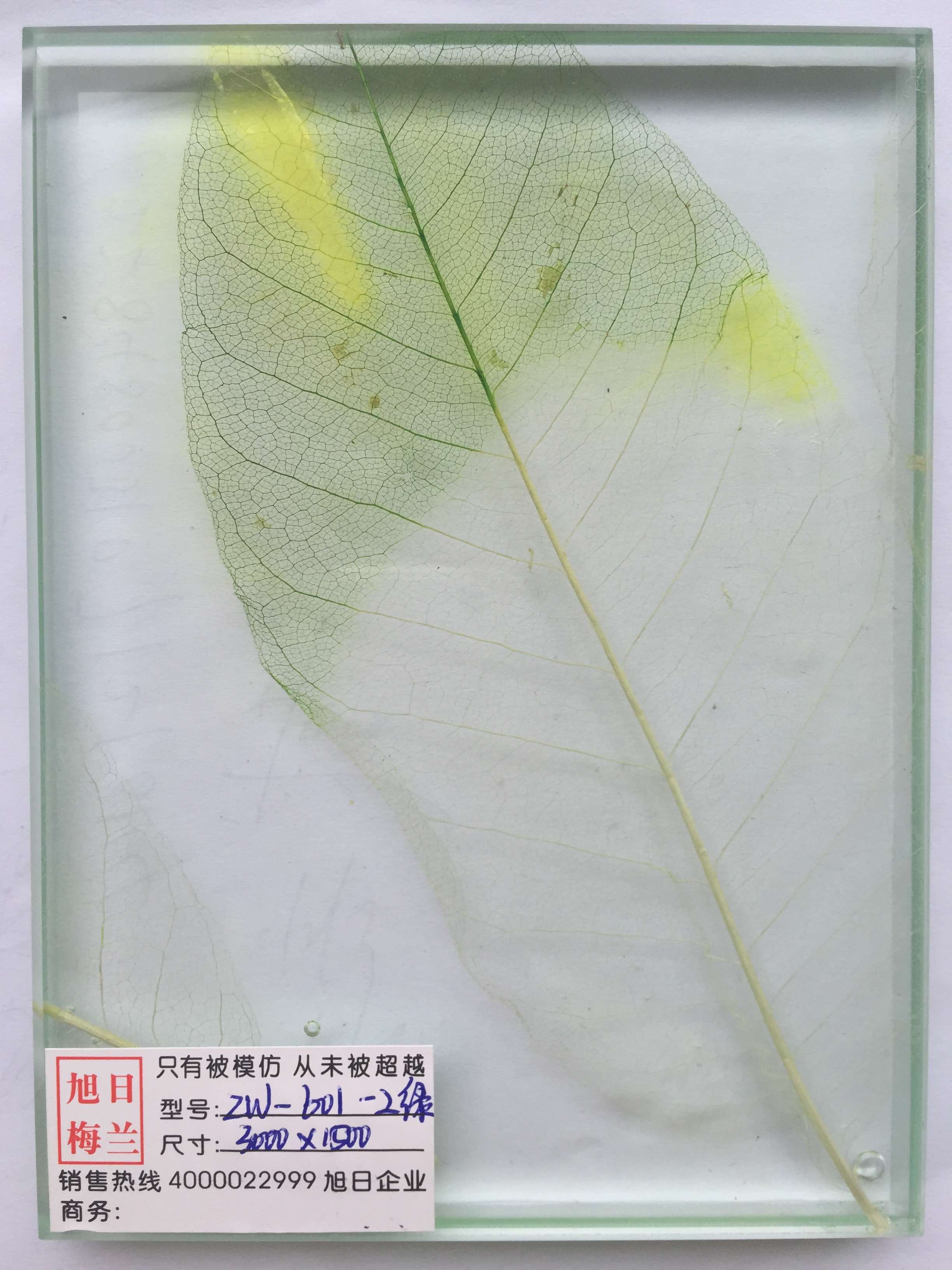 植物夹胶玻璃zw-601湿法夹胶玻璃旭日梅兰装饰玻璃新产品