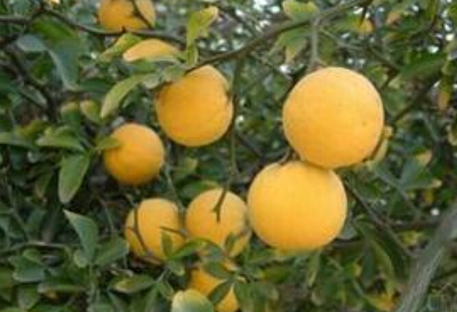 泰安市枸橘苗价格，品种批发厂家