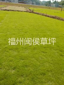 福州市福建草坪草皮厂家供应用于铺种的福建草坪草皮