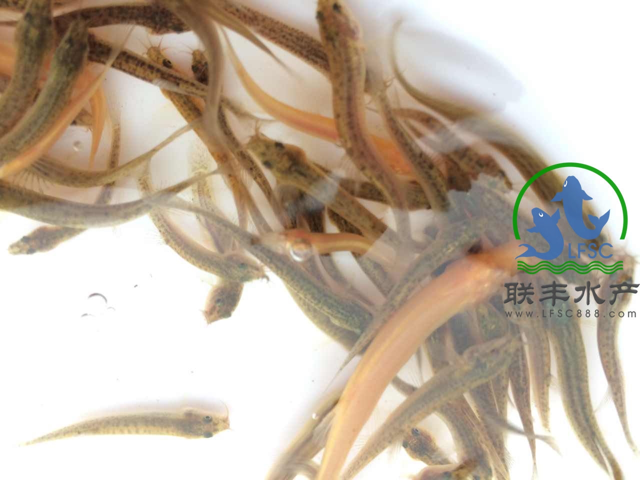 泥鳅苗，台湾泥鳅苗，泥鳅水花供应供应用于养殖的台湾泥鳅养殖技术、长期供应一代纯 泥鳅苗，台湾泥鳅苗，泥鳅水花供应