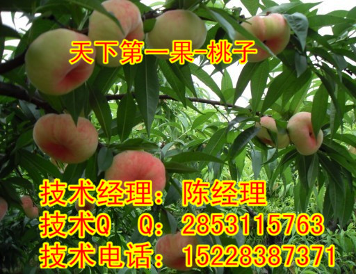 涿州市桃子苗，涿州市白花桃价格供应用于的涿州市桃子苗，涿州市白花桃价格