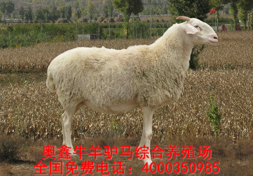 一岁的小尾寒羊孕母羊