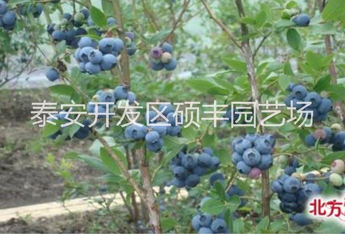 供应夏普蓝蓝莓苗|品种稀缺，蓝莓苗种植基地