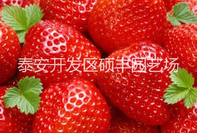 贵美人草莓苗|价格实惠|抗寒耐寒|无病虫害图片