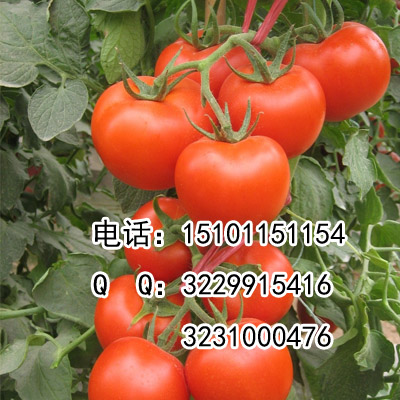 荷兰粉霸番茄品种|进口西红柿种子批发