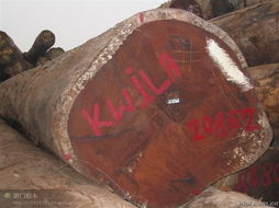 橡木进口报关代理美国橡木进口报关橡木原木板材进口报关代理