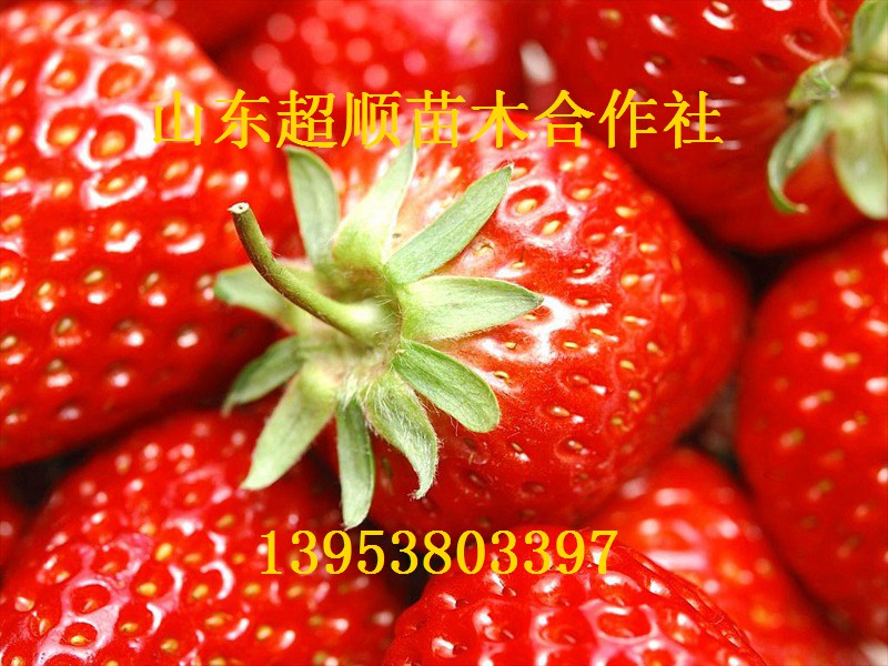 达斯莱克特草莓苗 优质草莓苗批发