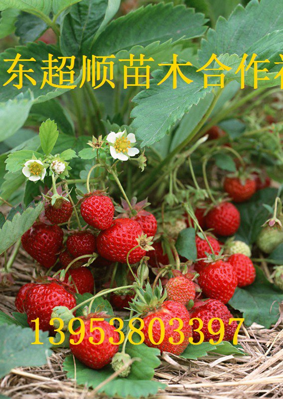 供应用于的土特拉草莓苗 高端新品种图片