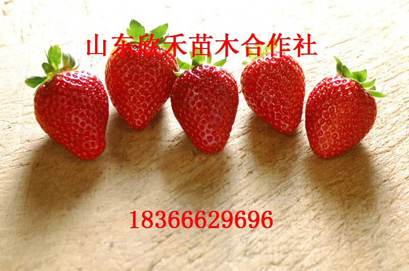 达赛莱克特草莓苗达赛莱克特草莓苗 价格0.25元 0.3元 0.4元