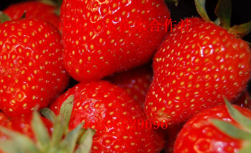 安娜草莓苗 价格0.25元 0.3元 0.4元
