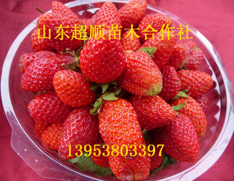 供应用于的哈尼草莓苗优质草莓苗草莓苗价格图片