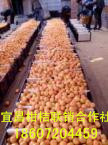 柑橘供应价格供应柑橘供应价格。批发