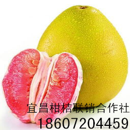 供应宜昌红心蜜柚多少钱一吨，红心蜜柚报价多少，红心蜜柚种植基地